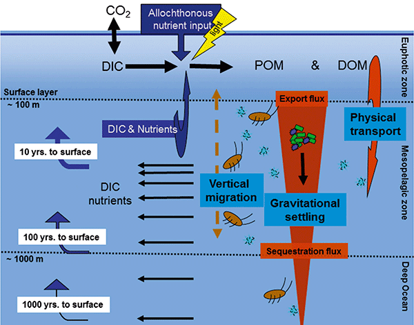 ocean-carbon-cycle-the-rochester-effect