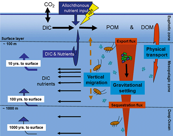 Illustration of the ocean carbon cycle