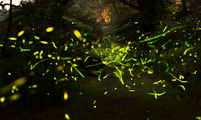 Firefly researchers mapping ‘world’s second-most interesting genome ...