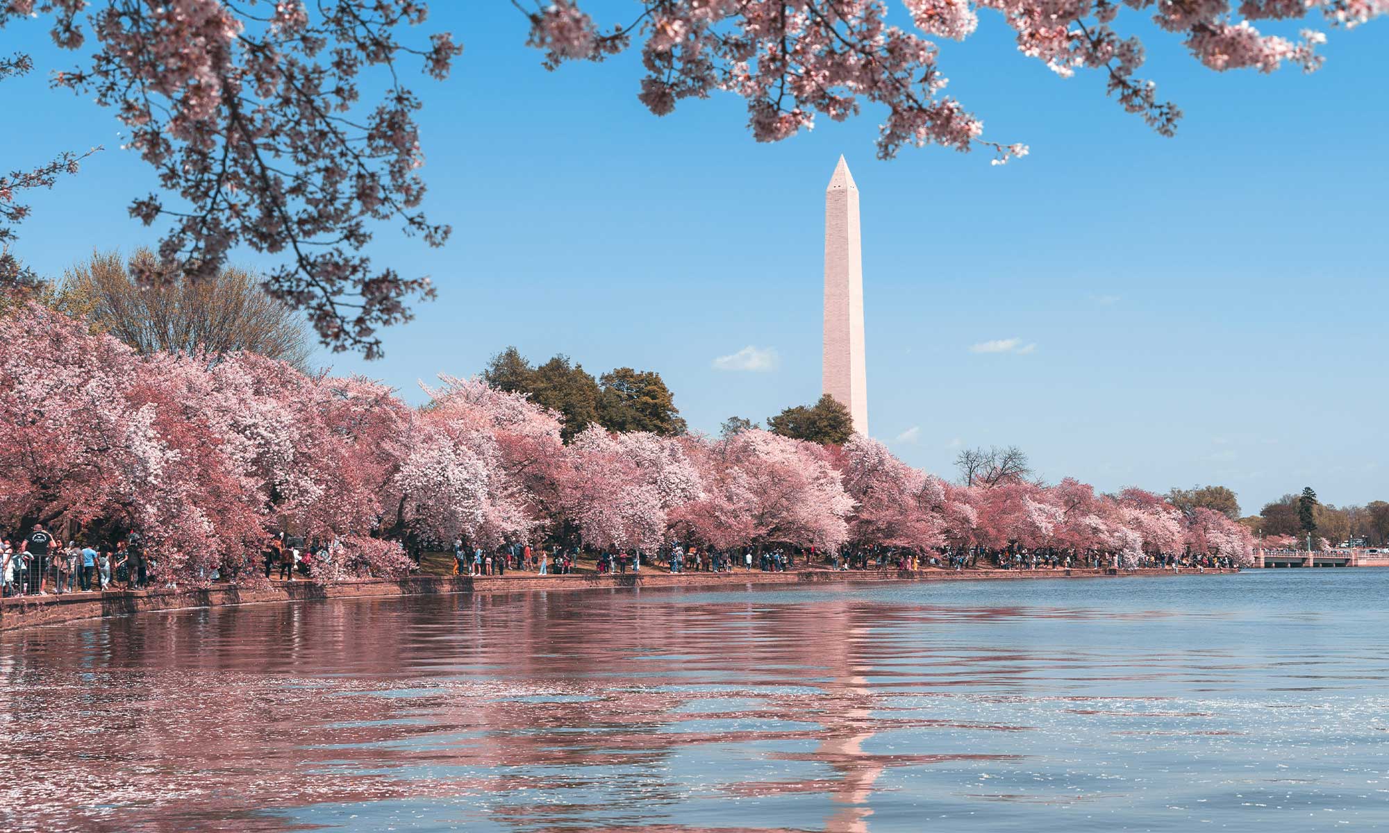 Cherry blossoms in front lincoln memorial