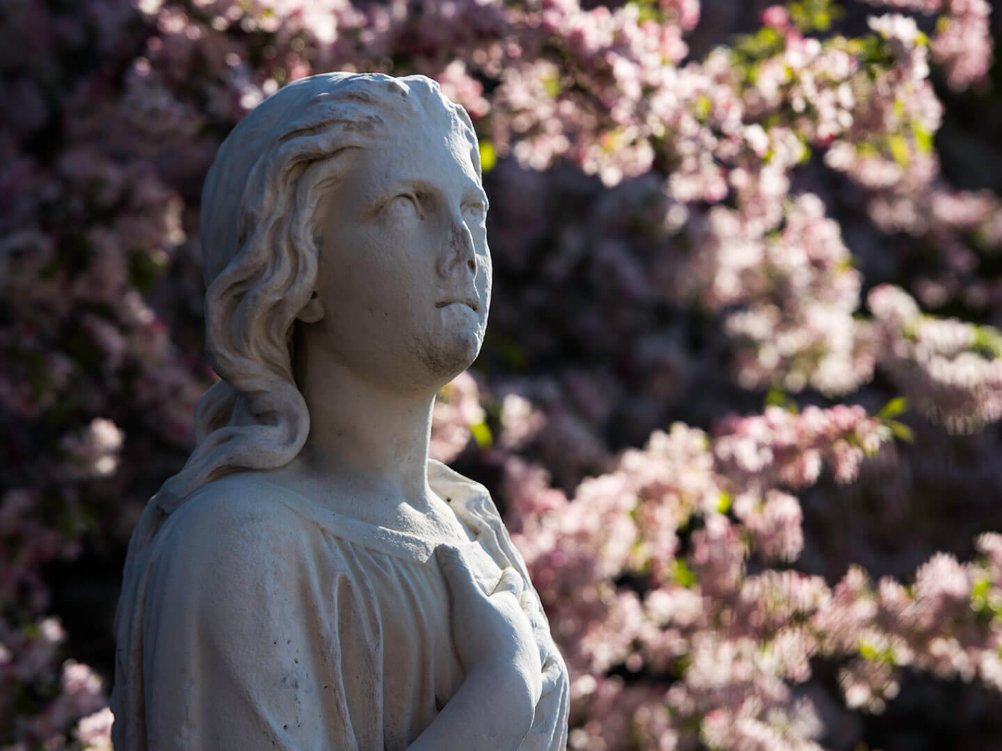 The statue “Commerce,” once part of the original University of Rochester campus, stands among blooming cherry trees outside Dewey Hall on the River Campus.