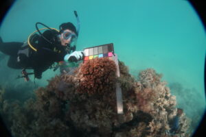 Underwater photo of Marceline scuba diving among coral reef.