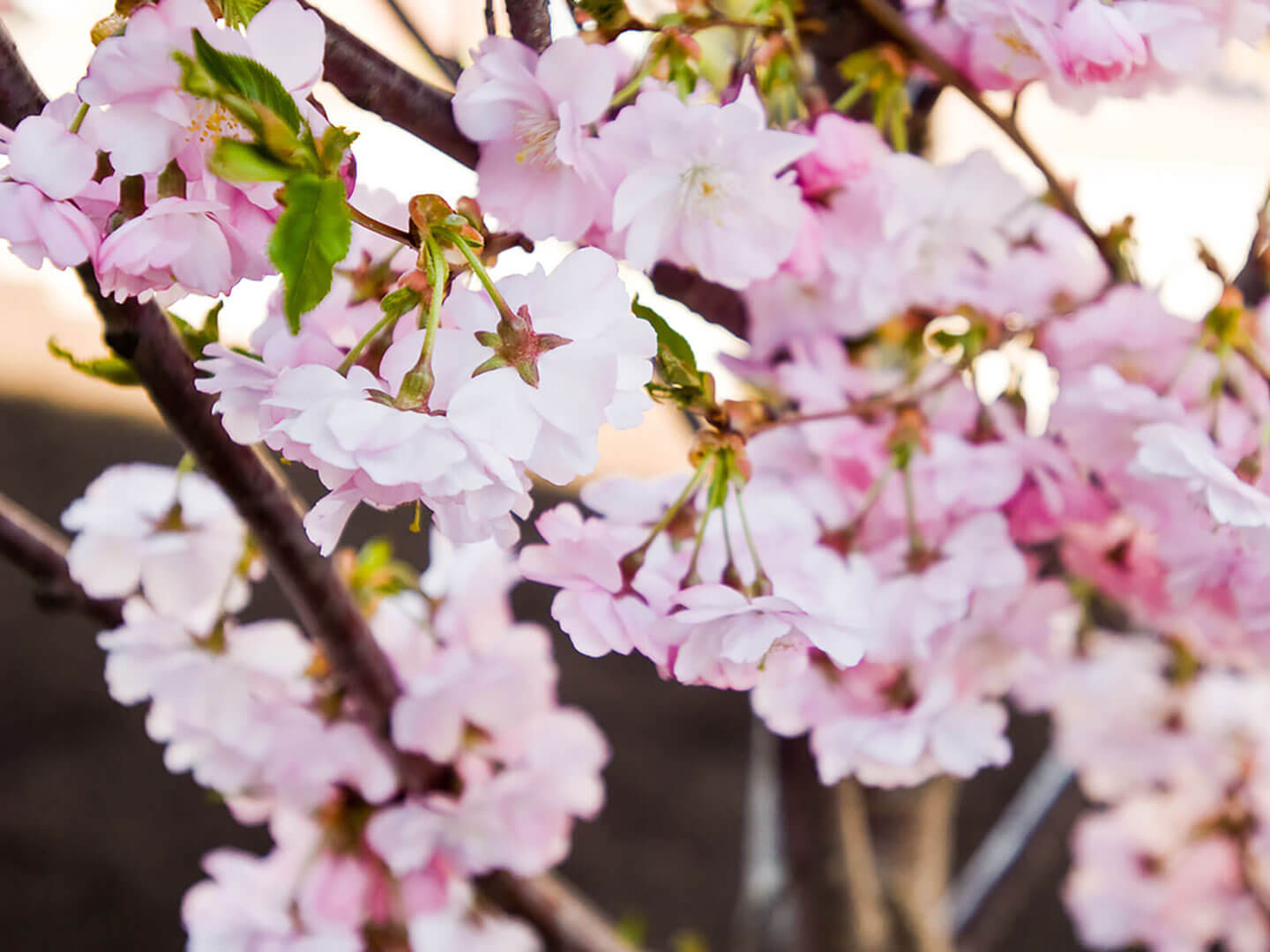 Clusters of delicate pink cherry blossoms bloom on dark branches against a softly blurred background.
