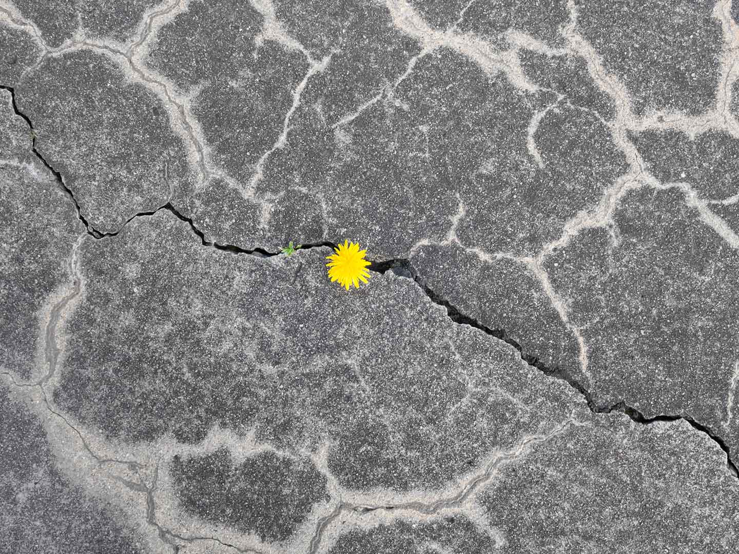 Cement with a crack through it and a dandelion sprouting from it.
